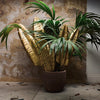 Palmas  - Symboles